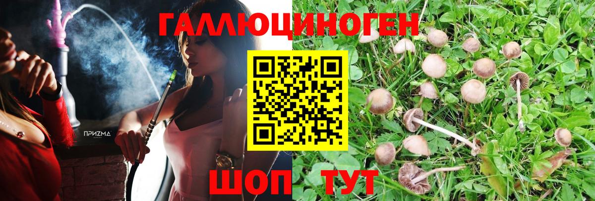Галлюциногенные грибы Psilocybine cubensis Камень-на-Оби